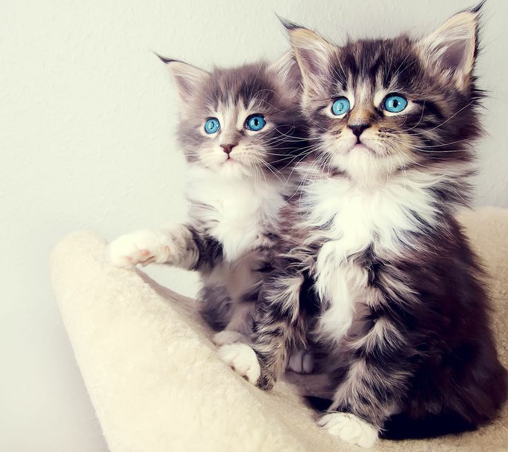 2 bébés chats avec les yeux bleus
2 baby cats with blue eyes
© Photo under Copyright
